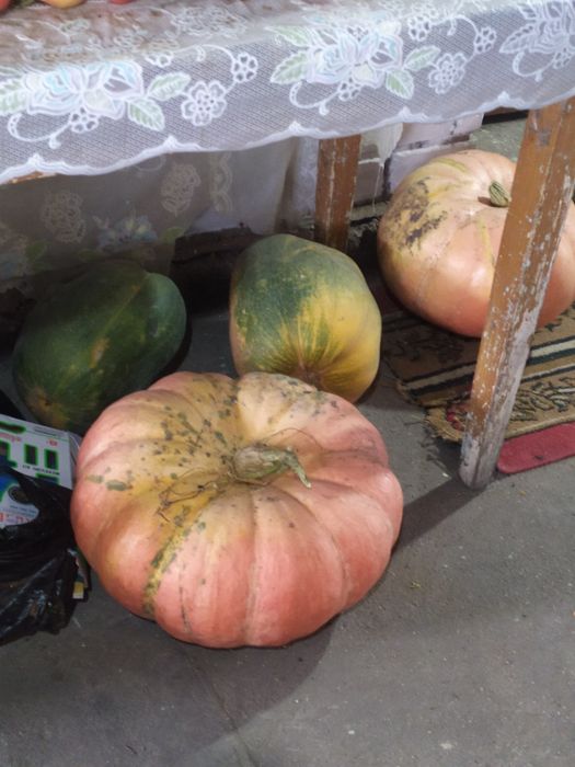 Продам тыкву домашнюю