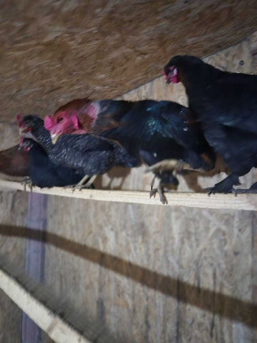 продам петуха пароды Дакан