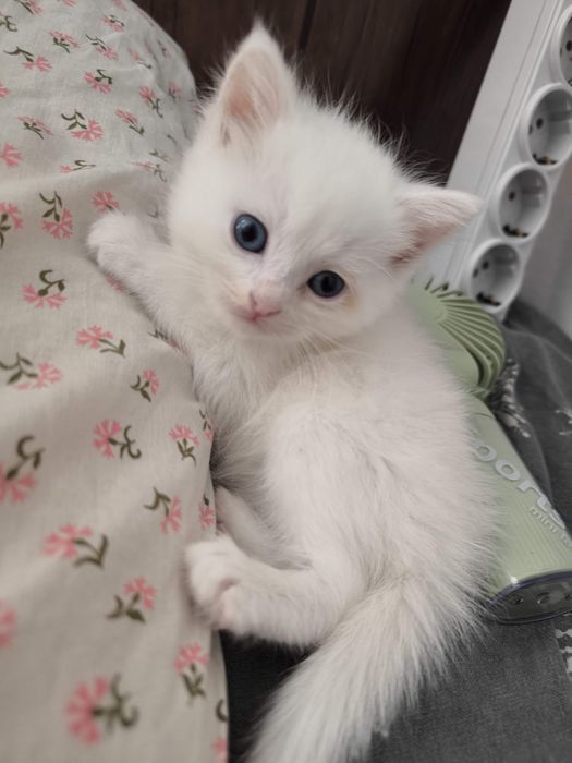 Турецкая Ангора котята и кошка