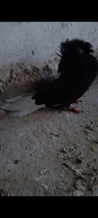 Голуби якобин продам