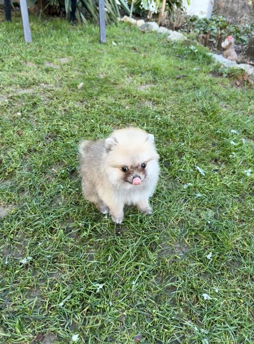 Померан мини момче. Померанче