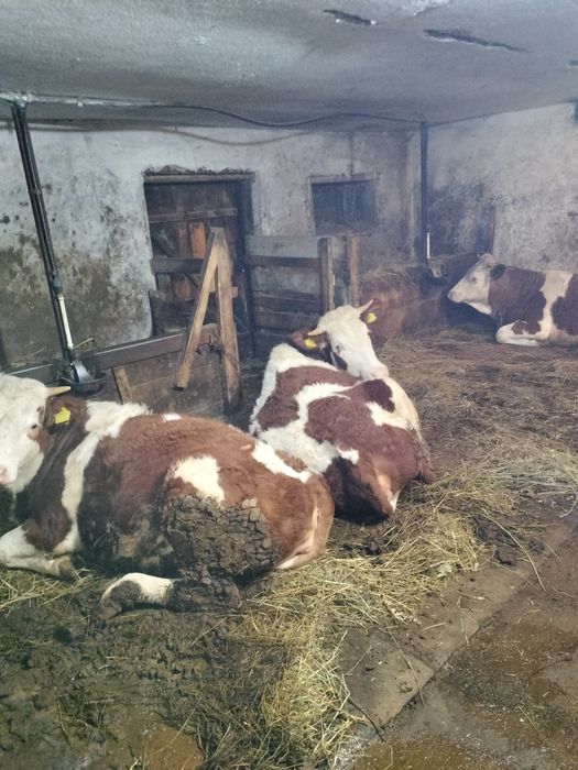 Vând  juninci bălțată gestante