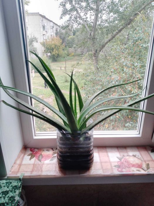 Продам цветок алоэ-вера