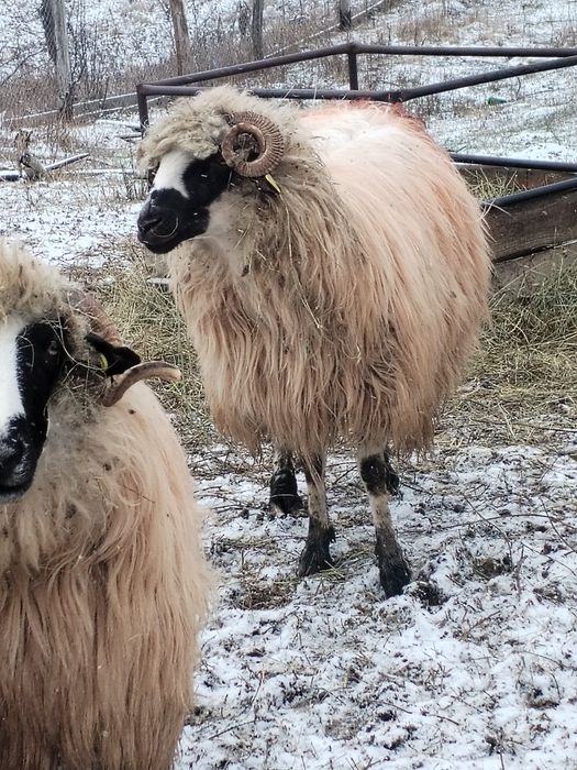 Vând 2 oi în comuna Bustuchin