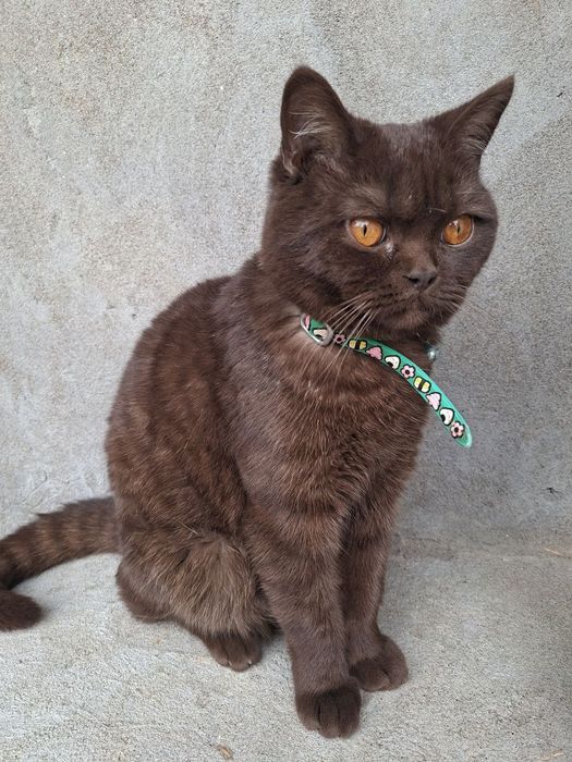 Skotish strayt (akrasi chokko )