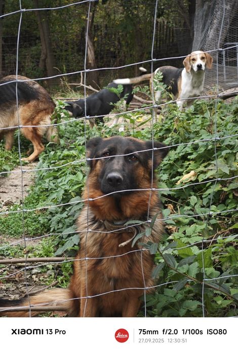 Ofer spre adopție Ciobanesc German cu pedigree