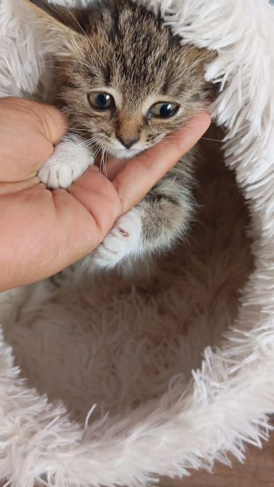 Котенок подобранный