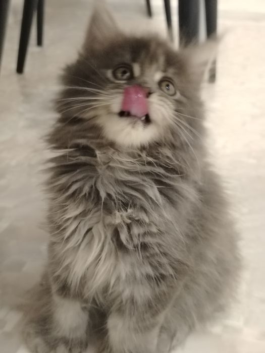 Полидакты в разведение