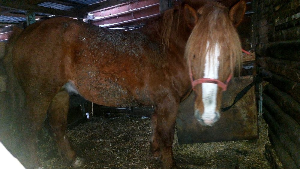 Продам жерёбых кобыл