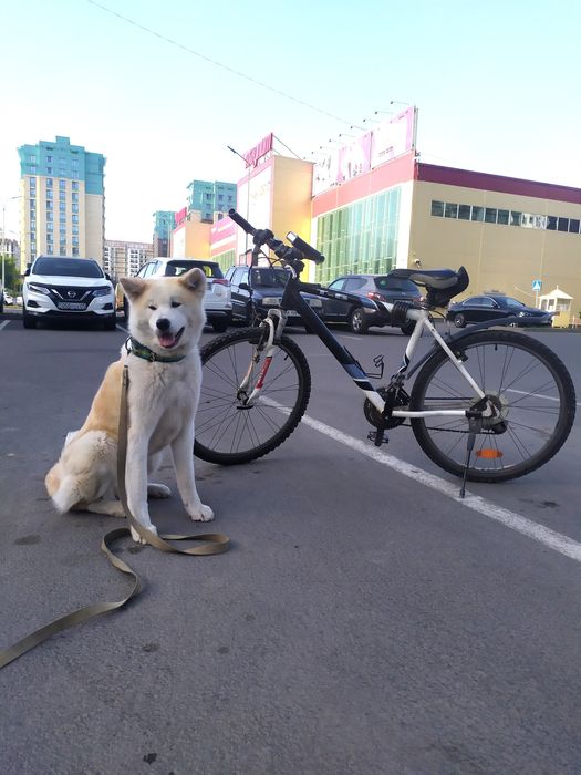 Акита с паспртом СКК