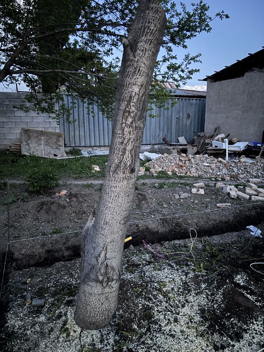 Продам Дерево орех