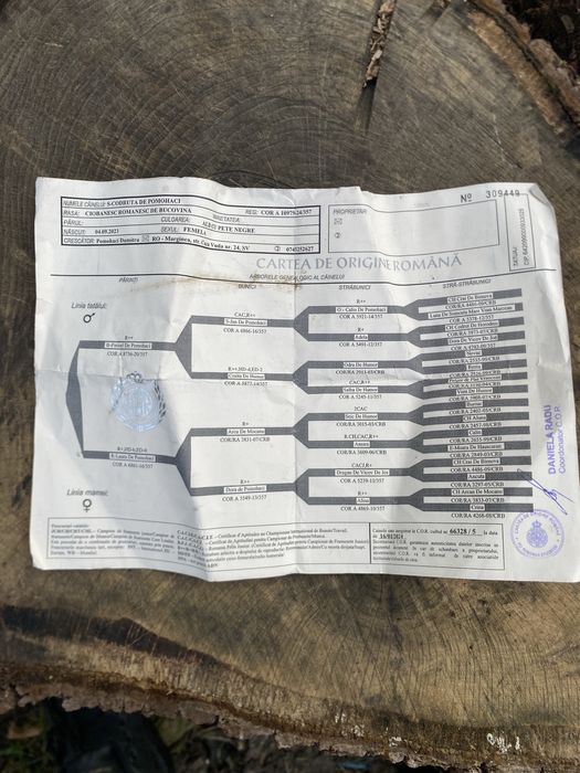 Vand Ciobanesc de Bucovina