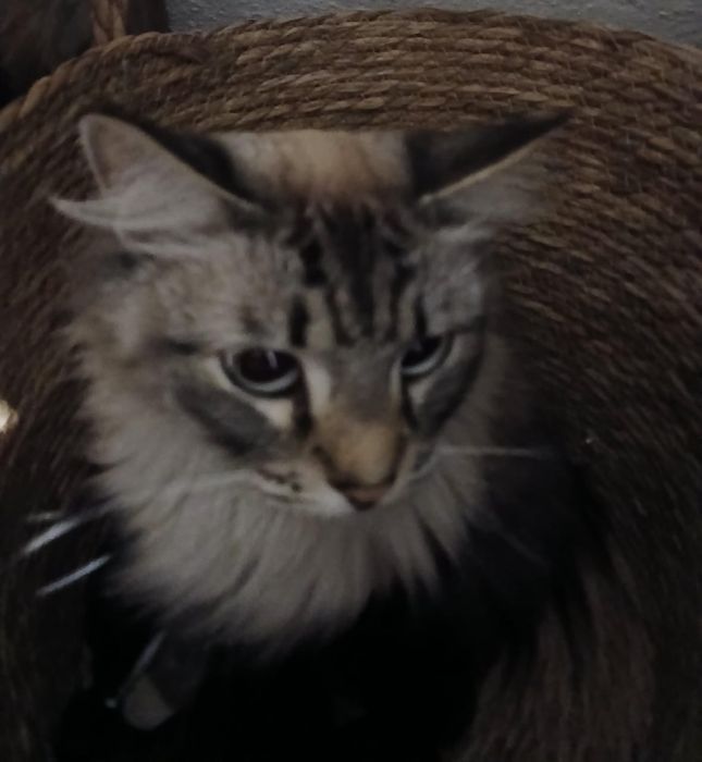 Невский маскарадная