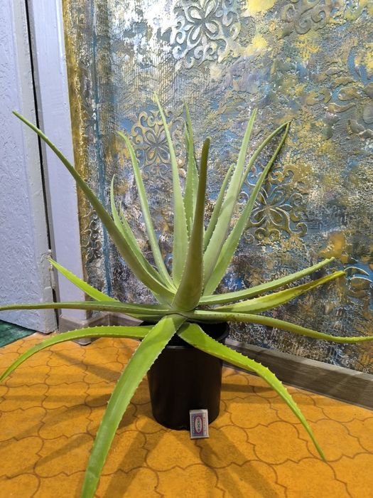 Алоэ Вера. Цветы для дома и офиса. Крупномер. Комнатные растения.