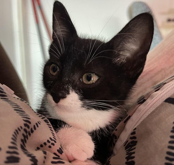 Adoptia Pisicuta 3 luni