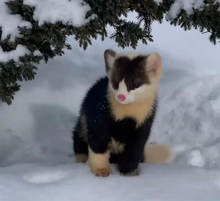 Пушистый красавчик цветной соболь