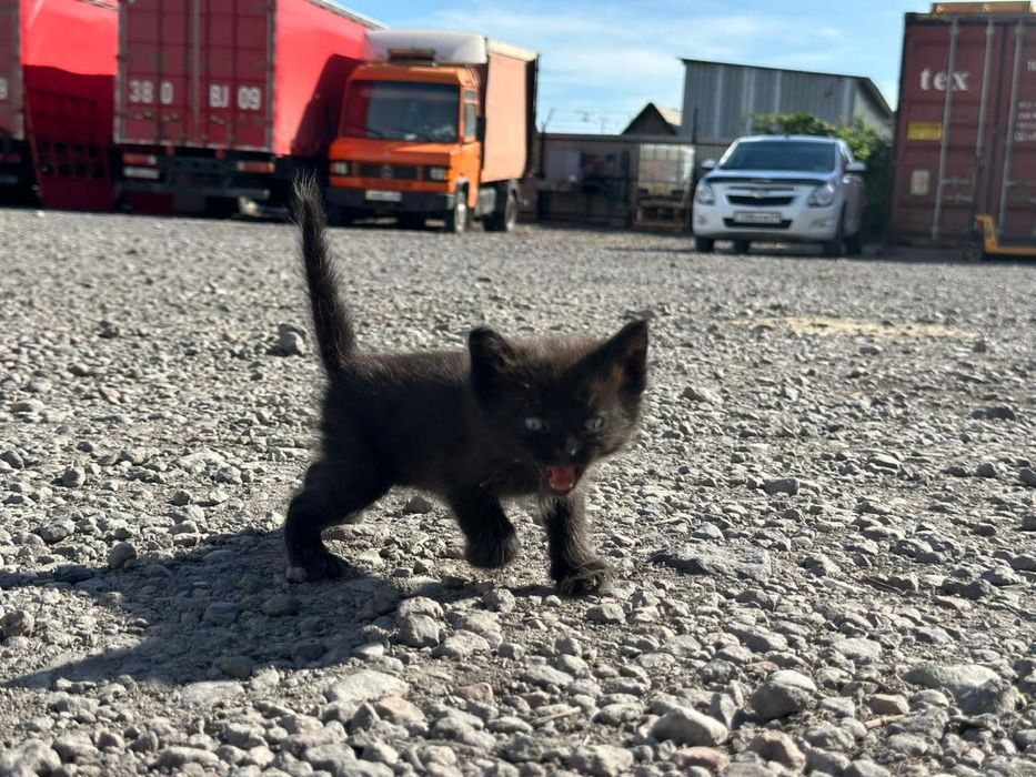 Котята бесплатно