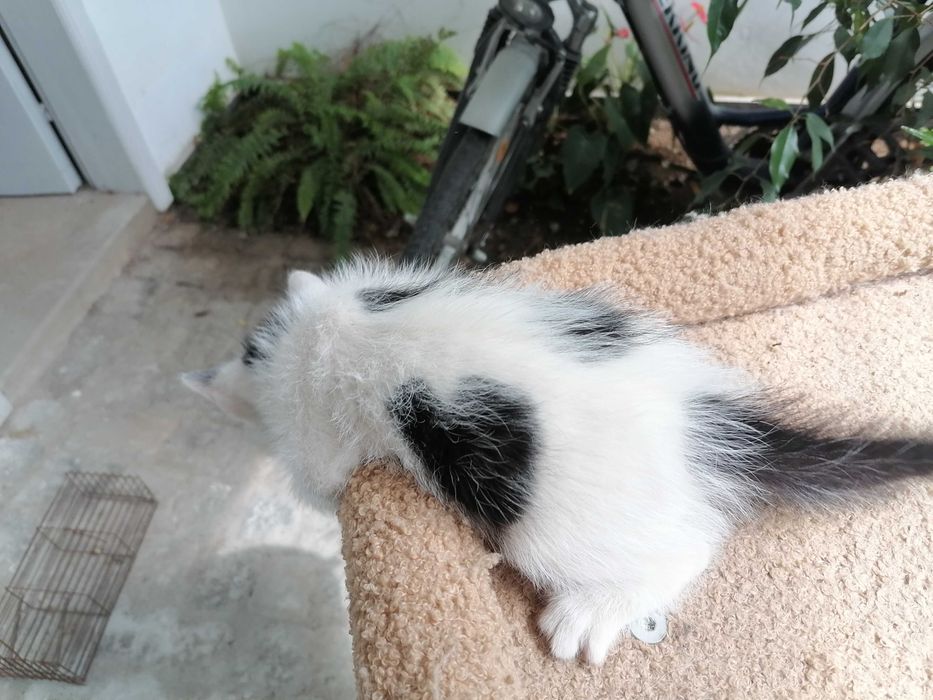 Подарявам котенца