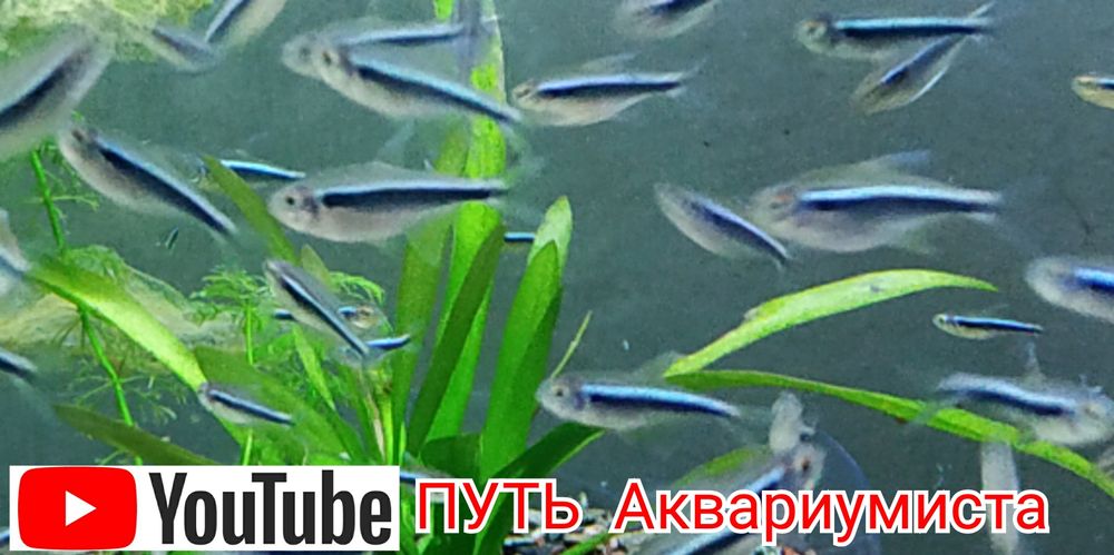 Коридорас Панда, есть и другие сомики