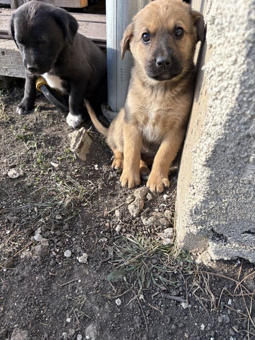 Подарявам кученца