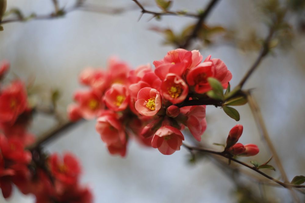 Obiectiv foto Helios 44-2 58mm F2 - montura M42