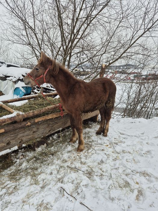 Vând manz de 6 luni