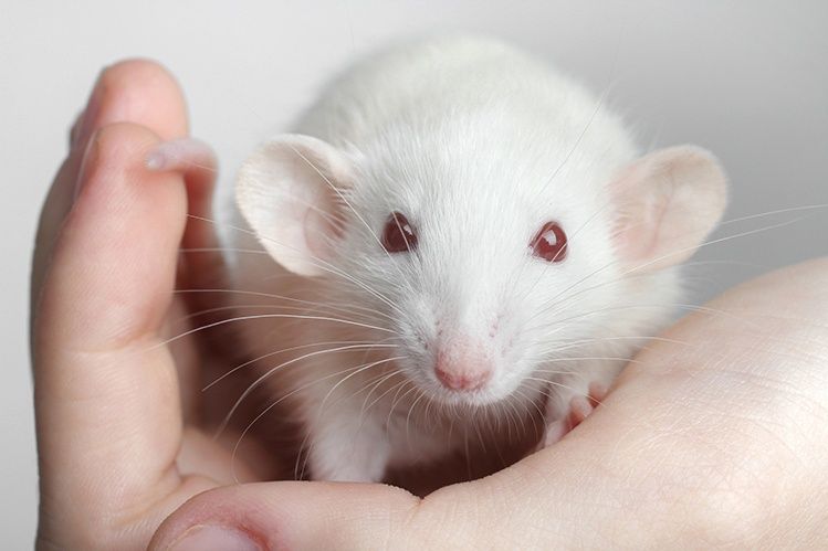 Крысы ручные декоративные