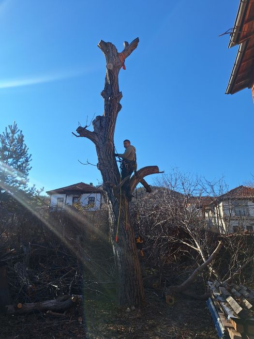 Рязане на опасни дървета