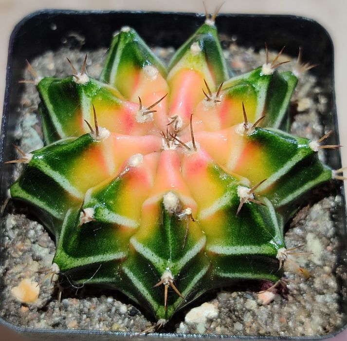 Вариегатные Кактусы