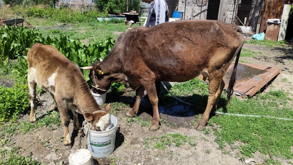 Срочно продам корову с телёнком
