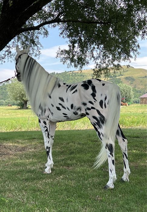 Armăsar Appaloosa echitație călărie