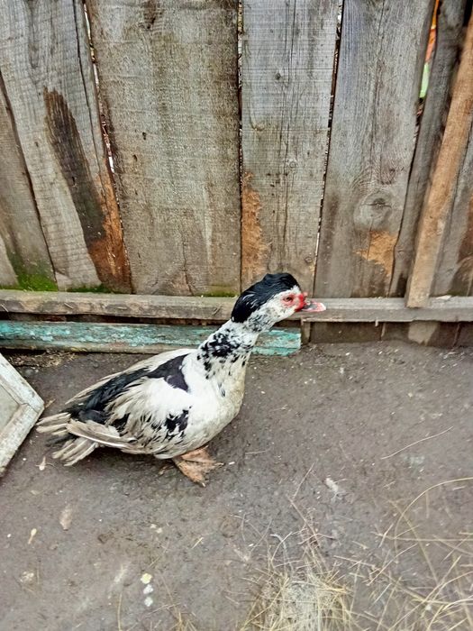 Продам индоселеня молодого