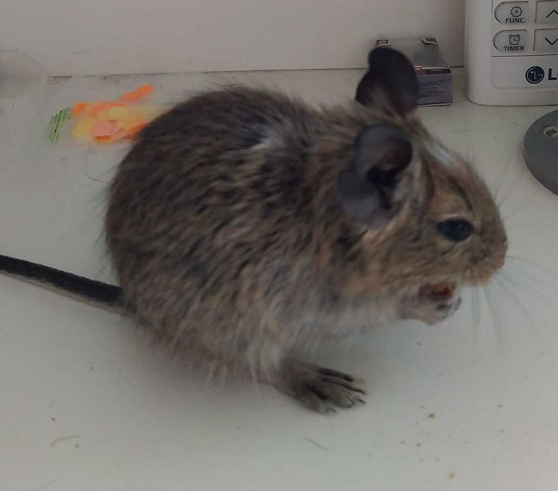 Продавам катерици Дегу