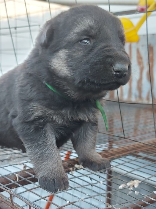 Щенки Восточноевропейской овчарки