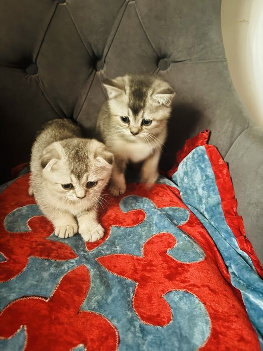 Вислоухий котята