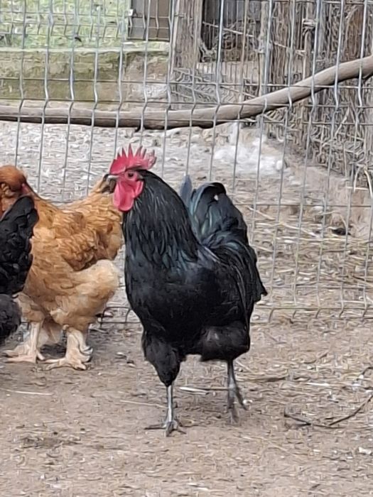 Cocoș Australorp