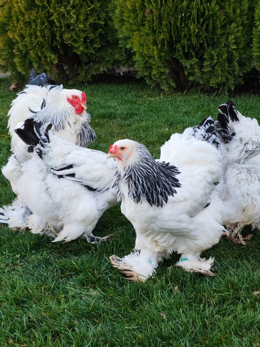 Vând 4+1 brahma HD 2025