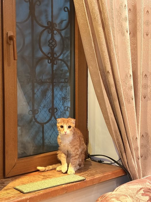 пропал рыжий кот