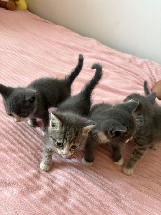 котенок котята в добрые руки