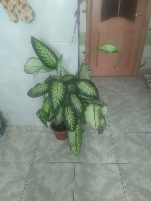 Продам комнатные растения