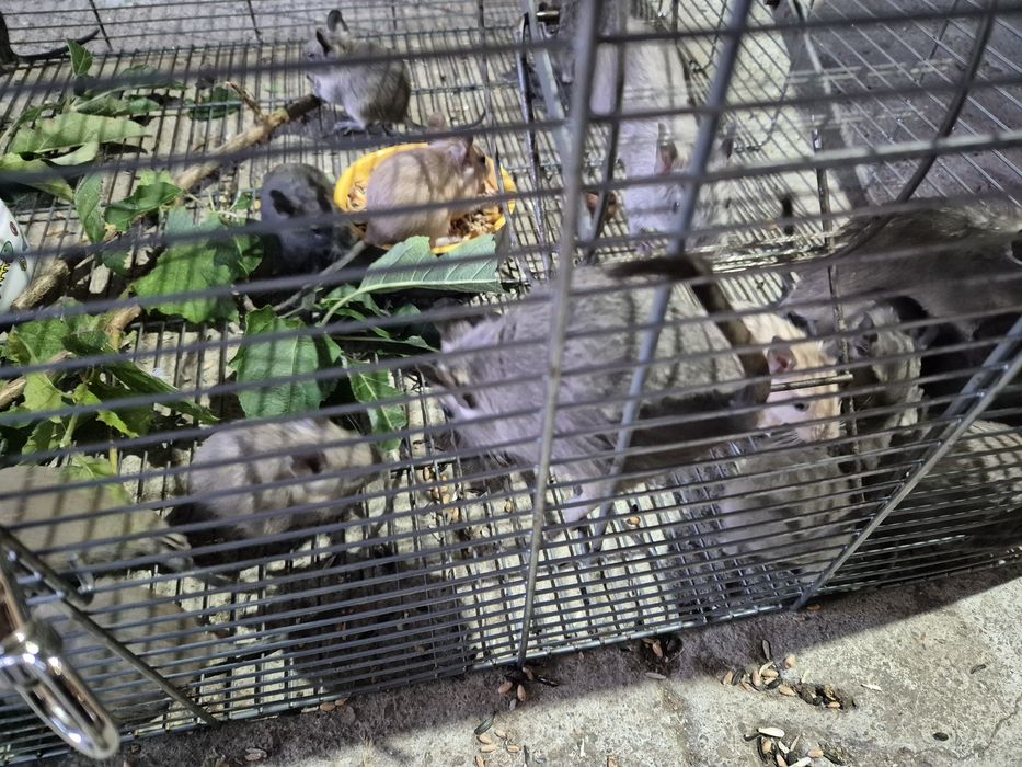 veverite degu de vanzare