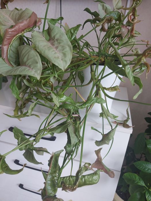 Комнатный цветы  сингониумы