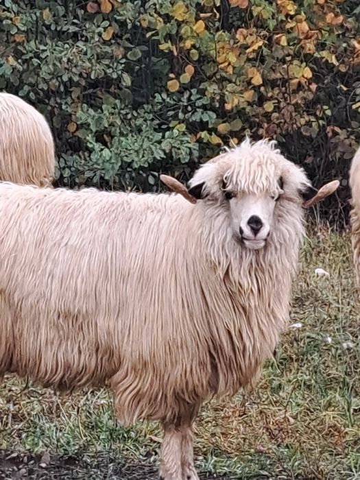 De vănzare 3 oi țurcane
