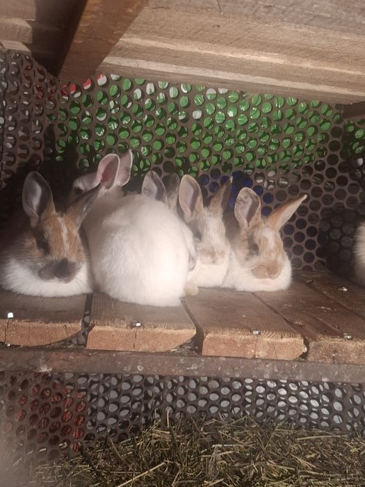 Декаротивные крольчата