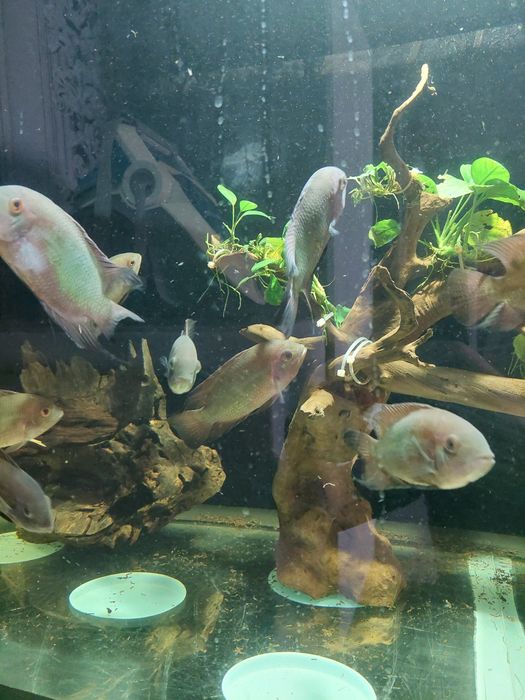 Цихлозома бражник