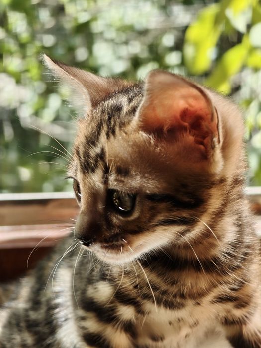 Бенгальские котята