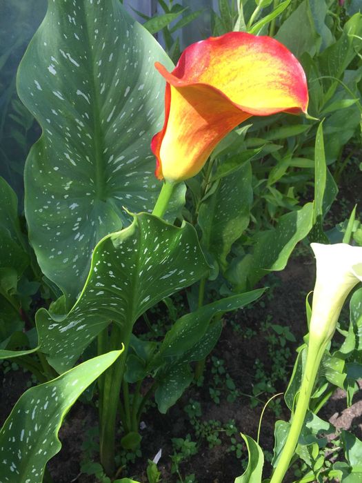 Клубни каллы (Зантедеския )