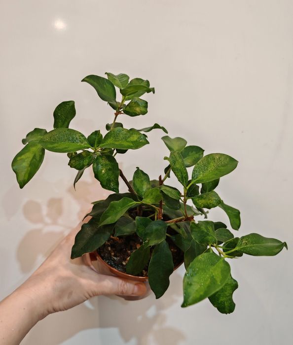 Сортовые фикусы, редкие сорта