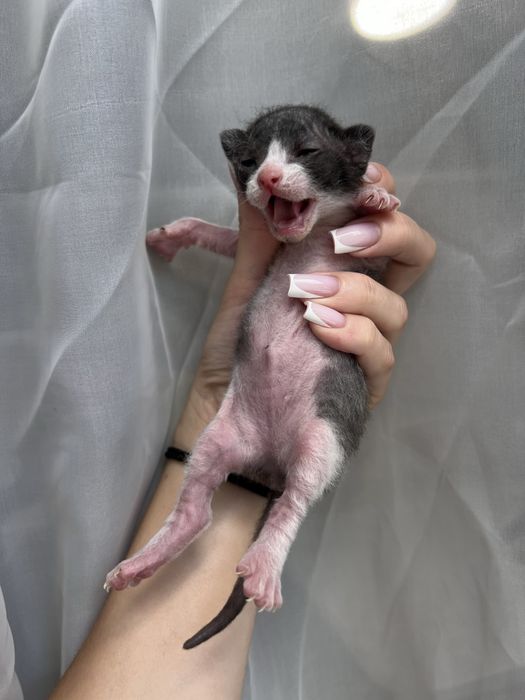 Котята Канадского Сфинкса