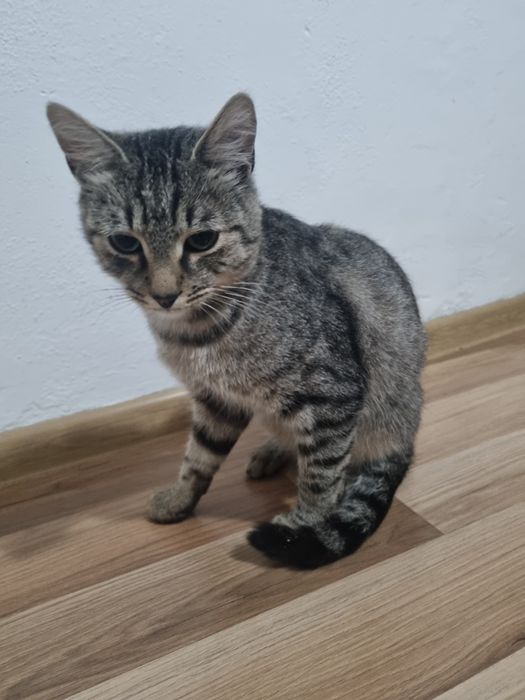 Donez motan in varsta de 1 an foarte blând